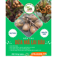 Dừa Mã Lai Bầu Bến Tre