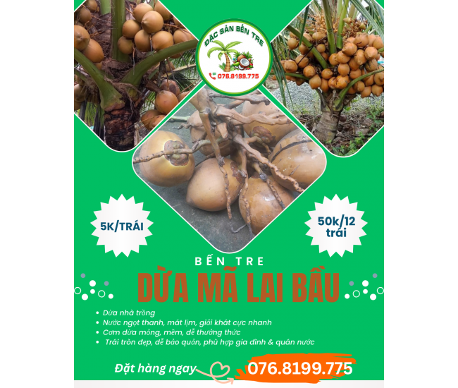 Dừa Mã Lai Bầu Bến Tre