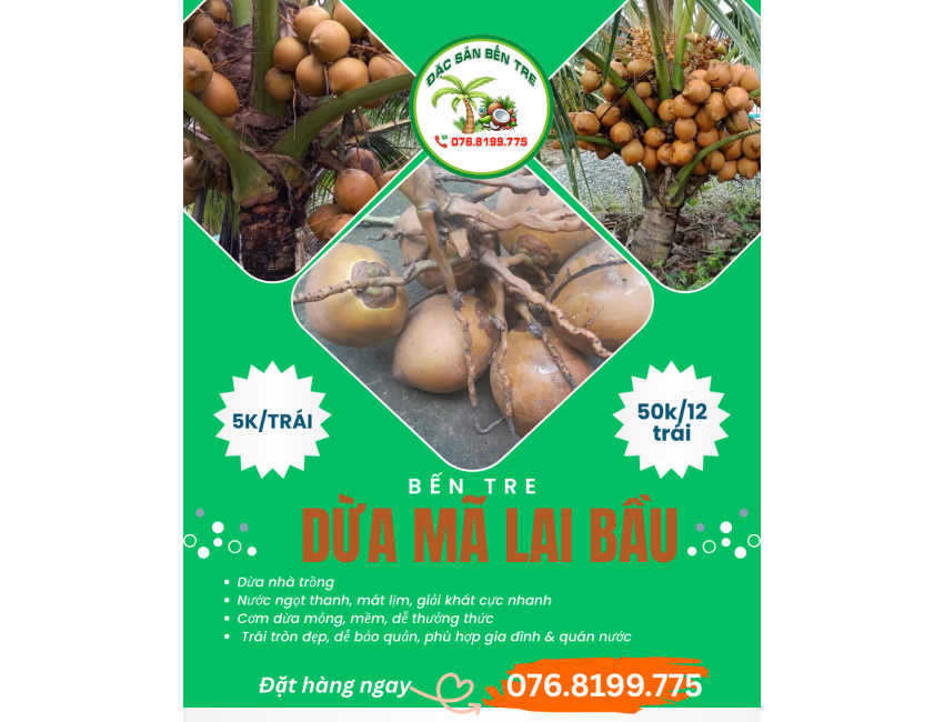 Dừa Mã Lai Bầu Bến Tre