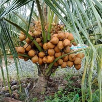 Dừa Mã Lai Bầu Bến Tre