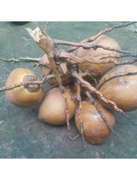 Dừa Mã Lai Bầu Bến Tre