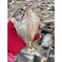 Khô cá chim trắng 1 nắng/cá chim biển