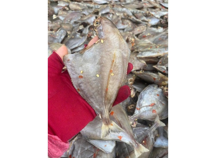 Khô cá chim trắng 1 nắng/cá chim biển